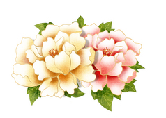 牡丹花开 免费高清PNG下载与欣赏指南