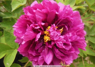 牡丹花开时节动京城