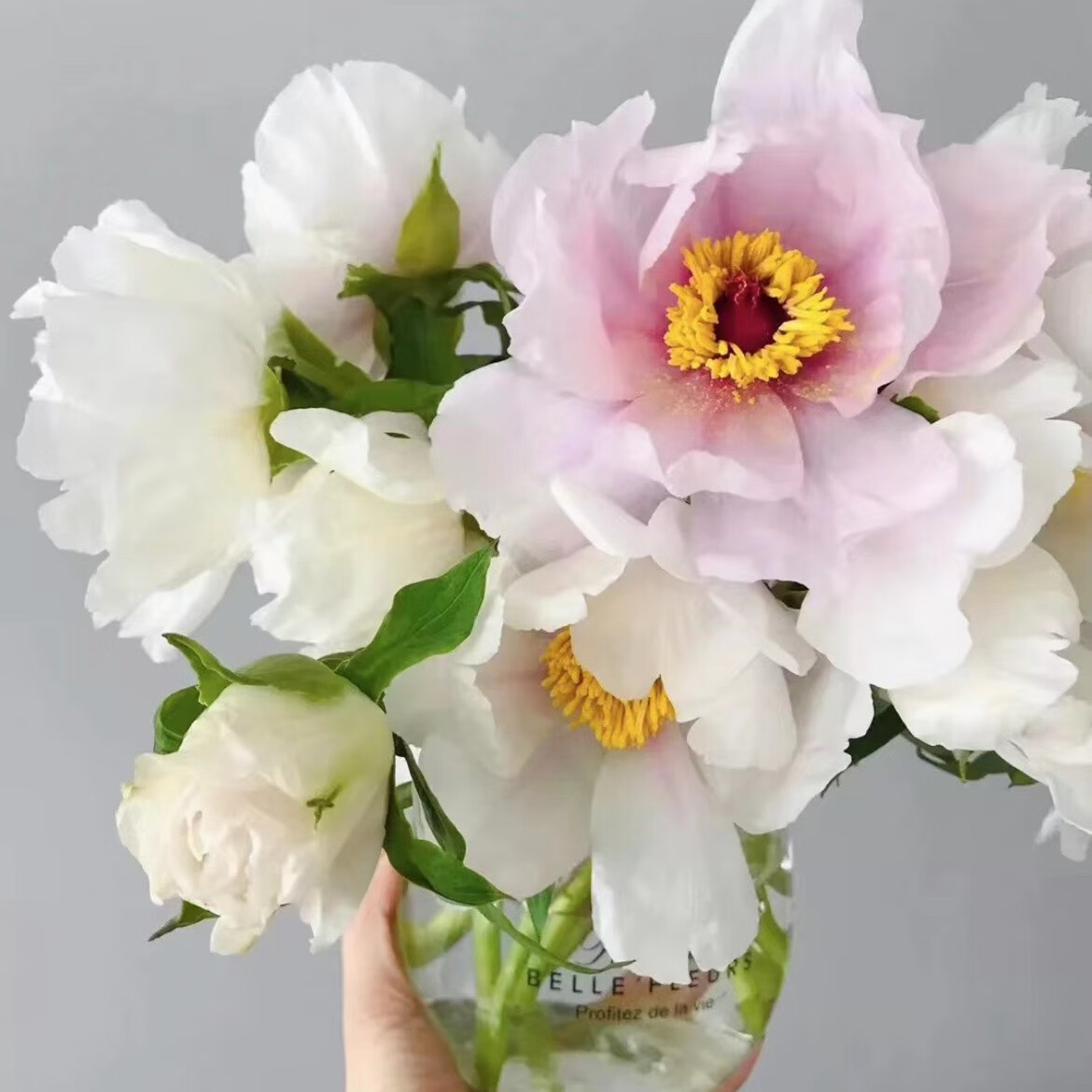 芍药牡丹的凝望 不只是挽留花期，更是时光中优雅的安排