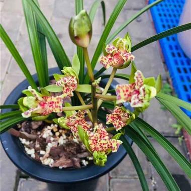 蕙兰精品牡丹奇花 双苗三芽牡丹鲜花，绽放春日的绝美奇景