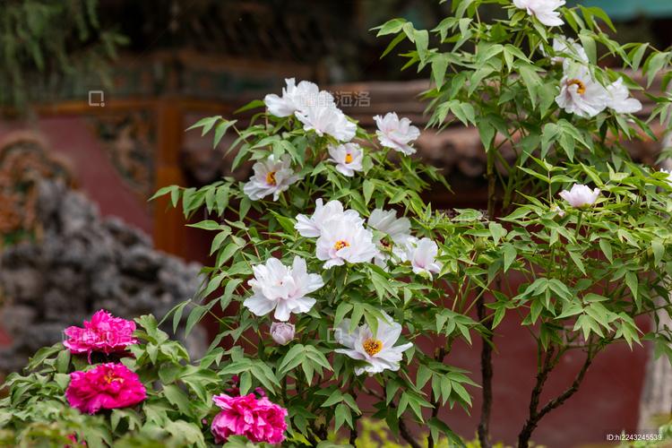 御苑花开 北京故宫御花园牡丹盛景与百年记忆