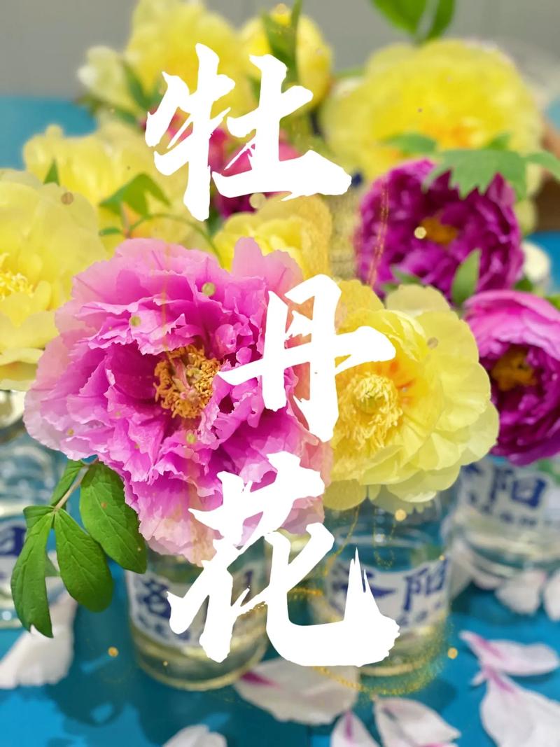 在洛阳|实现牡丹鲜花自由.#荟里文创 超多品类牡丹瓶花,每日
