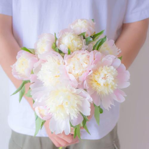 四川重瓣芍药鲜花云南直发鲜切花牡丹花插花凤羽落金池花束鲜切花