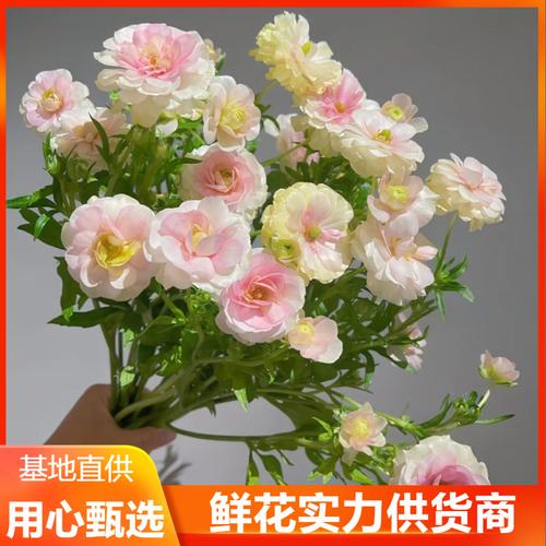 牡丹花鲜花厂家,品牌,图片,热帖
