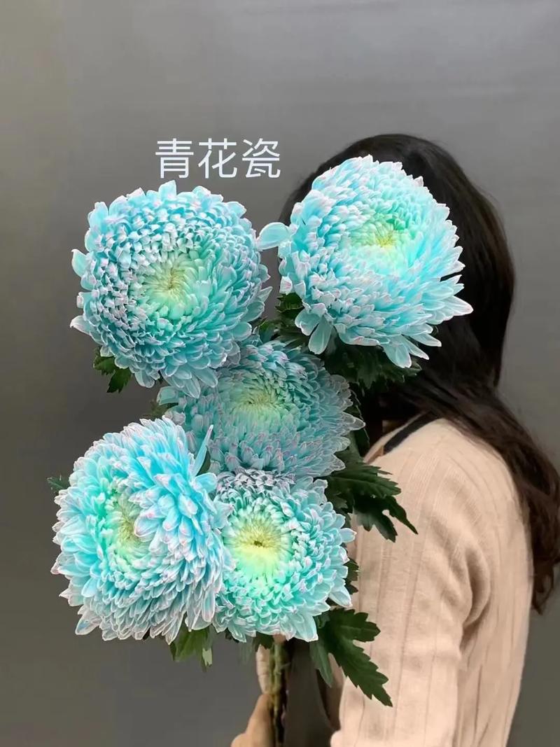 牡丹菊#斗南鲜花 #鲜花批发 牡丹菊直径可达12厘米以上